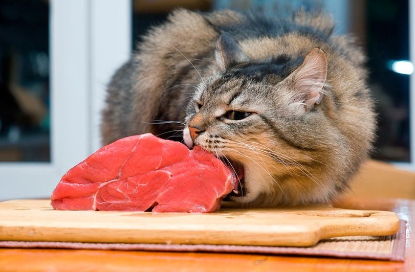 cats-meat-609216