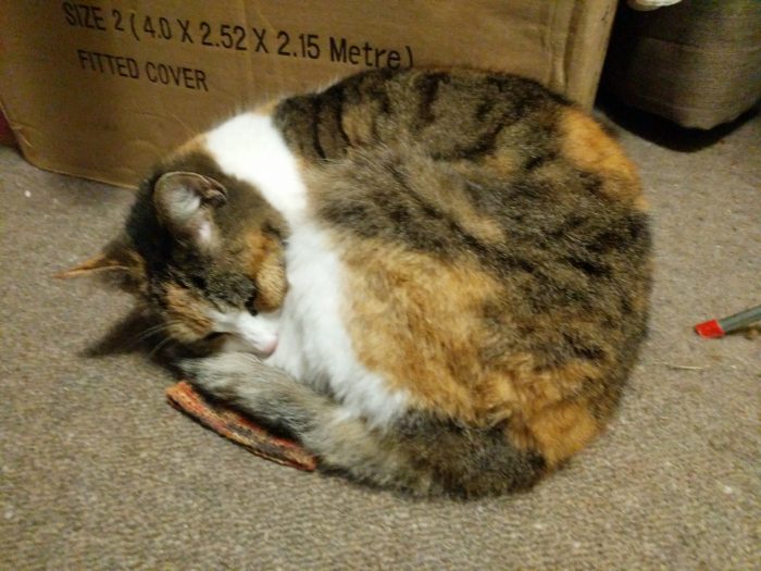 cat curled up on sock