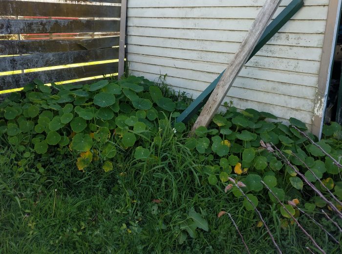 overgrown lawn with nasturtium and rundown shed