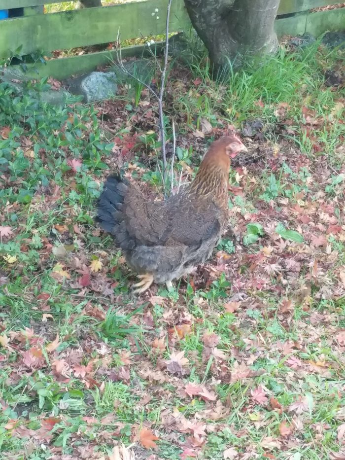 Partridge Wyandotte hen in garden