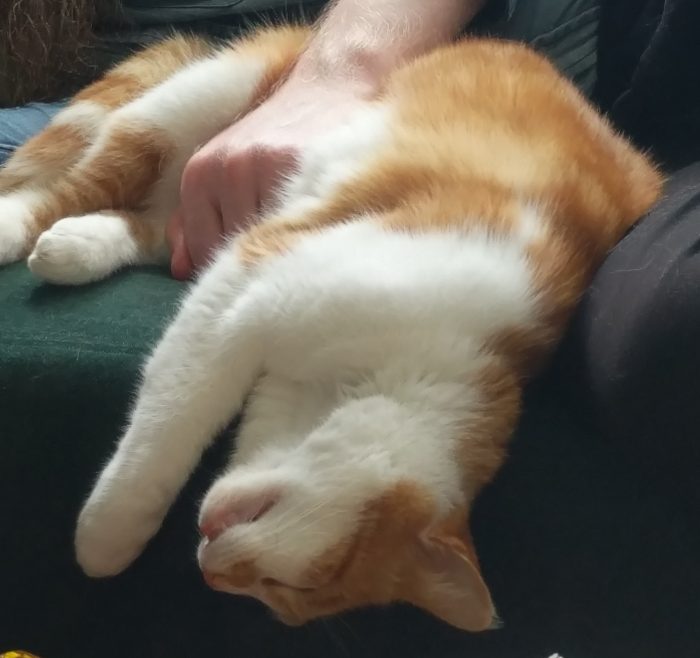 A ginger and white cat asleep on a sofa. His head and one leg have slid over the edge, his head upside down and his mouth hanging open.