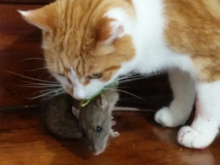 A ginger and white cat with a rat and a bit of grass in his mouth.