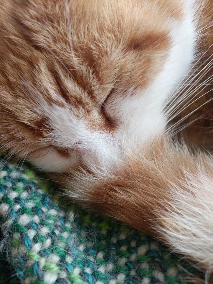 The face of a sleeping ginger-and-white cat, curled up with his tail covering his nose.