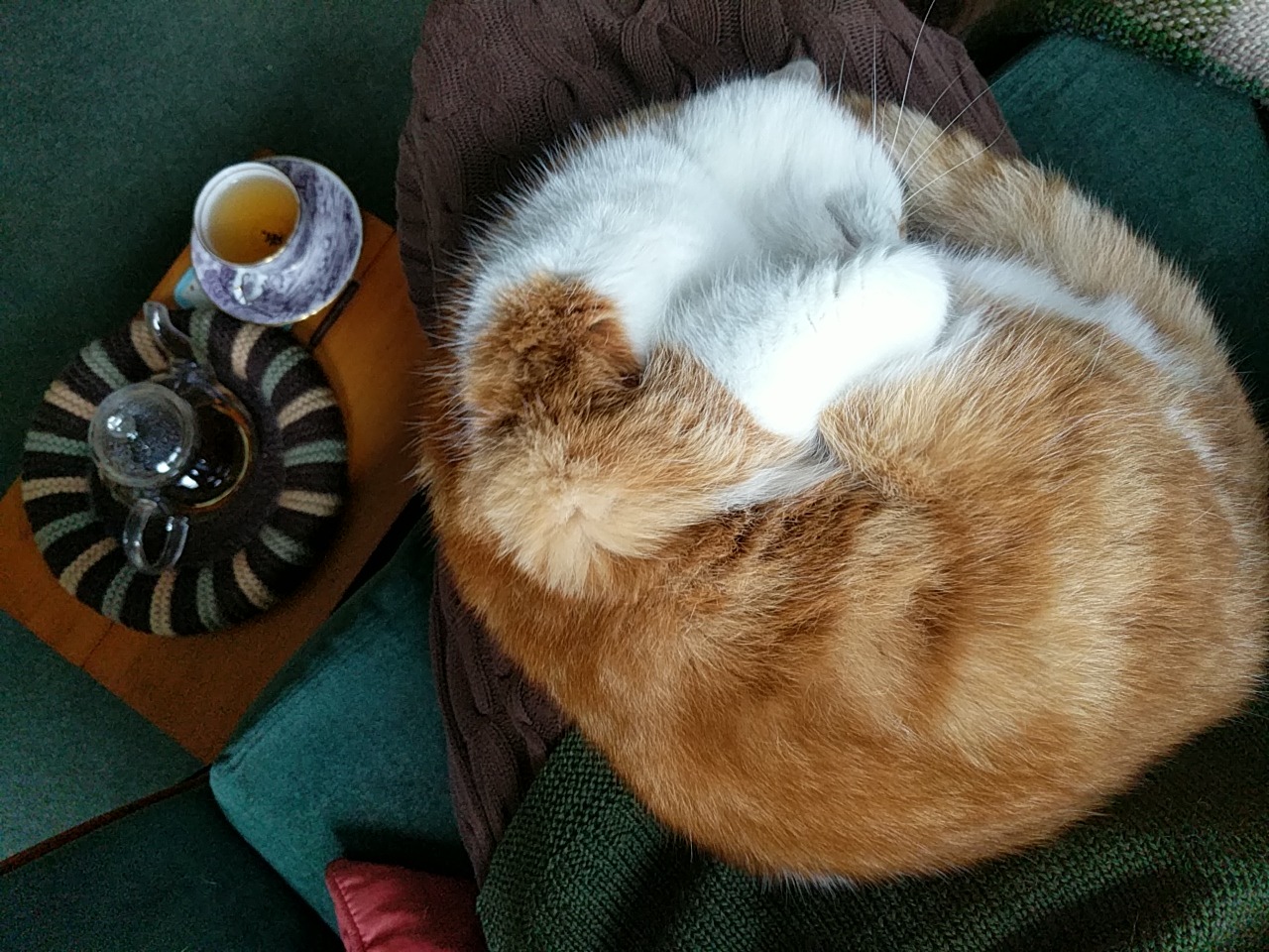 ginger and white cat curled up on lap