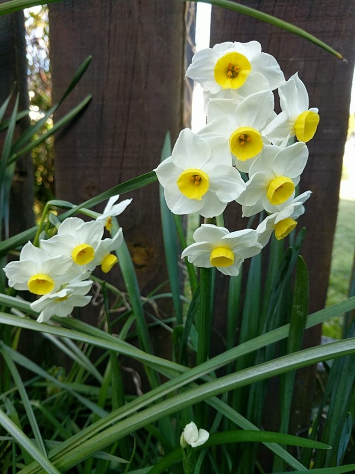 Above a criss-cross of long green leaves rise straight stems, each crowned with a number of papery white blooms, each with a bright yellow cupped centre.