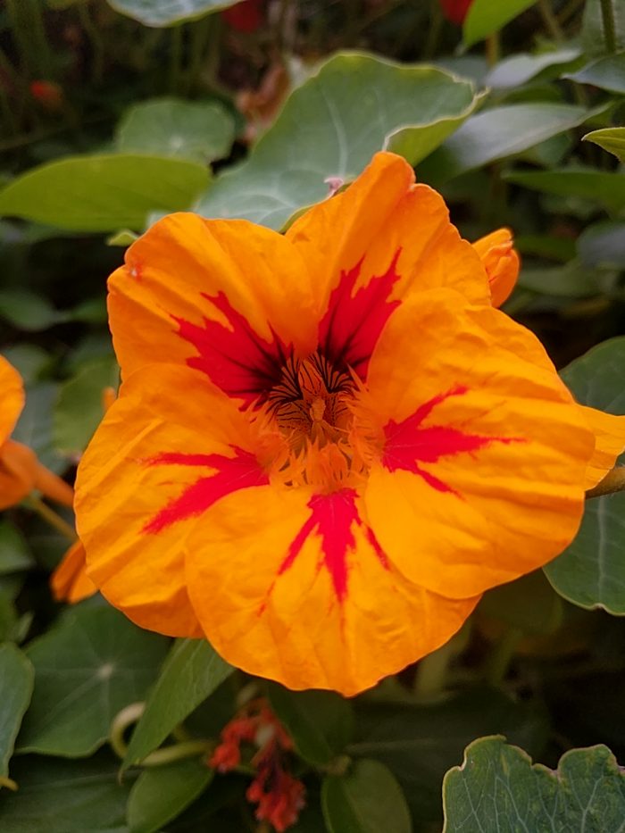 A cheerful explosion of floral colour. Five bright orange petals, each with a bright red streak down the centre, form a near circle of bloom.