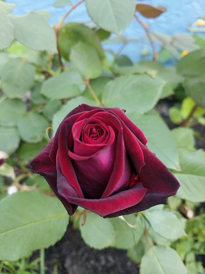 A rosebud unfurls into bloom, its velvety petals shading from pink through red to almost black.