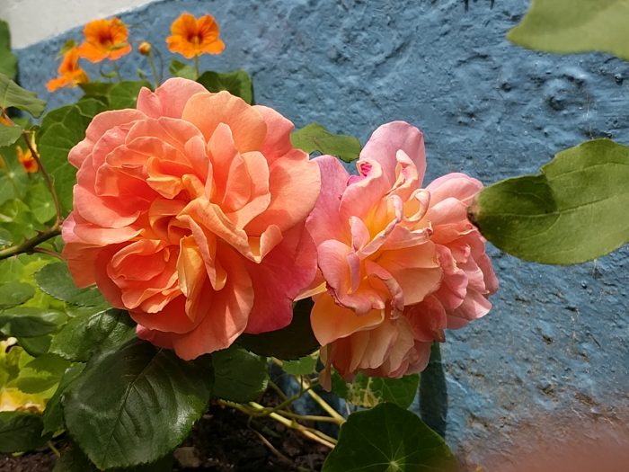 Two full blown roses in ruffled pinky-orange, against a blue wall.
