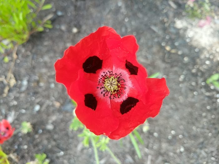 A bright red poppy, with a shiny black spot on each petal, and a halo of white around its centre.