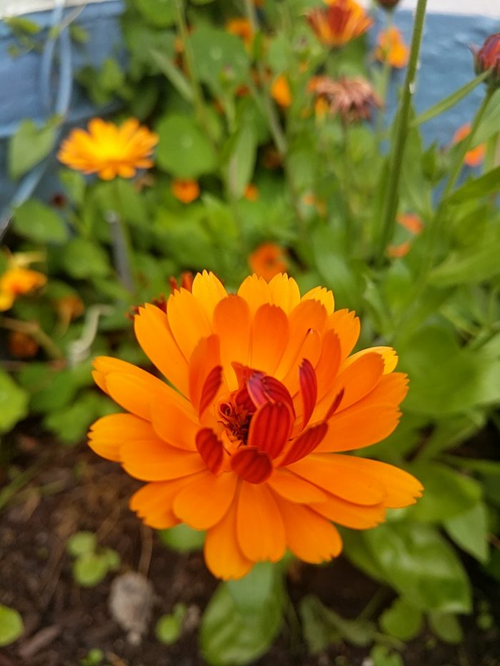 A many-petalled orange flower glows like a hot coal against the green of its foliage.