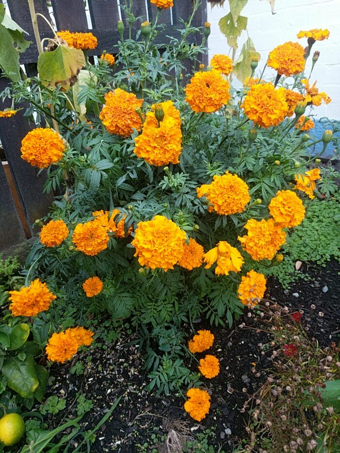 A conglomeration of large marigold plants bursts with fist-sized globes of ruffly orange petals.