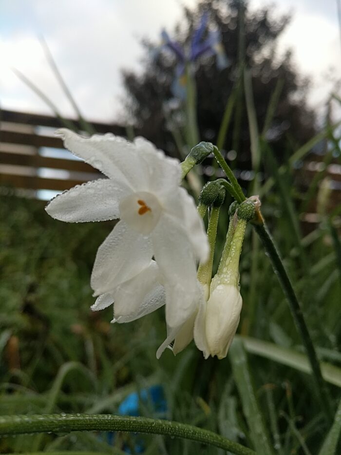 A dew-bedecked head of narcissi, with one open flower, one half open, and a small cluster of buds, against a blurry background of greenery, fence, and sky.