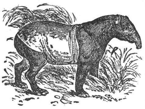 Black and white engraving of Mystery Beastie, seen side on, standing in tallish grass.