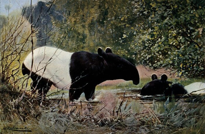 A coloured lithograph of two Mystery Beasties. One is seen side on up to its knees in water. The other is largely submerged in the water, with only its head and part of its back visible.