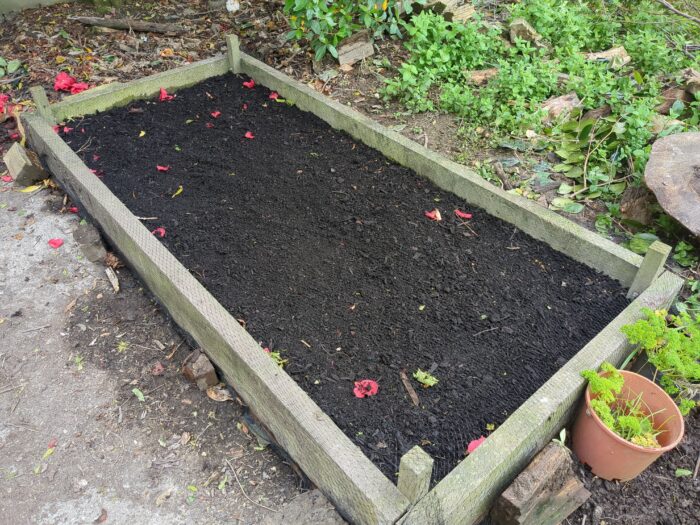 A low-sided wooden raised bed filled with dark soil mix, next to an expanse of green weeds.