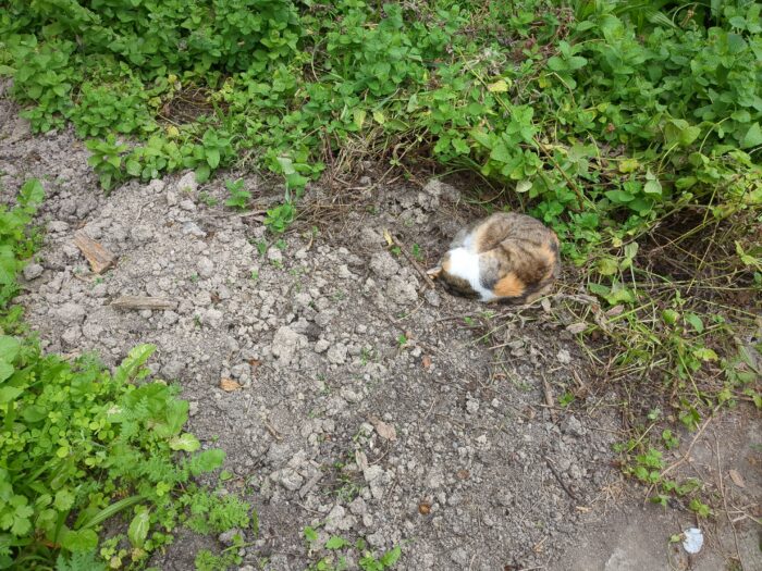 Bottom left, green manures growing bushily. Top right, a jungle of weeds. Between them, bare soil, with a cat curled up sleeping on it.