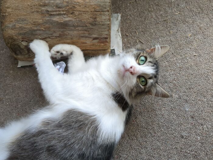 A black and white medium-hair cat looks piercingly up at the viewer from large pale green eyes. One paw is on a well-clawed log; the other is hooked around a scrunched up piece of paper.