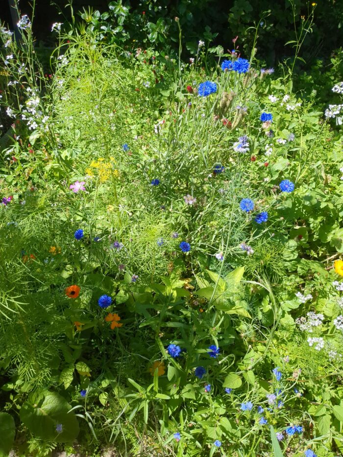 Sunshine falls on foliage of all different sizes, shapes, and shades of green, scattered with flowers in red, orange, yellow, blue, white, and pink.