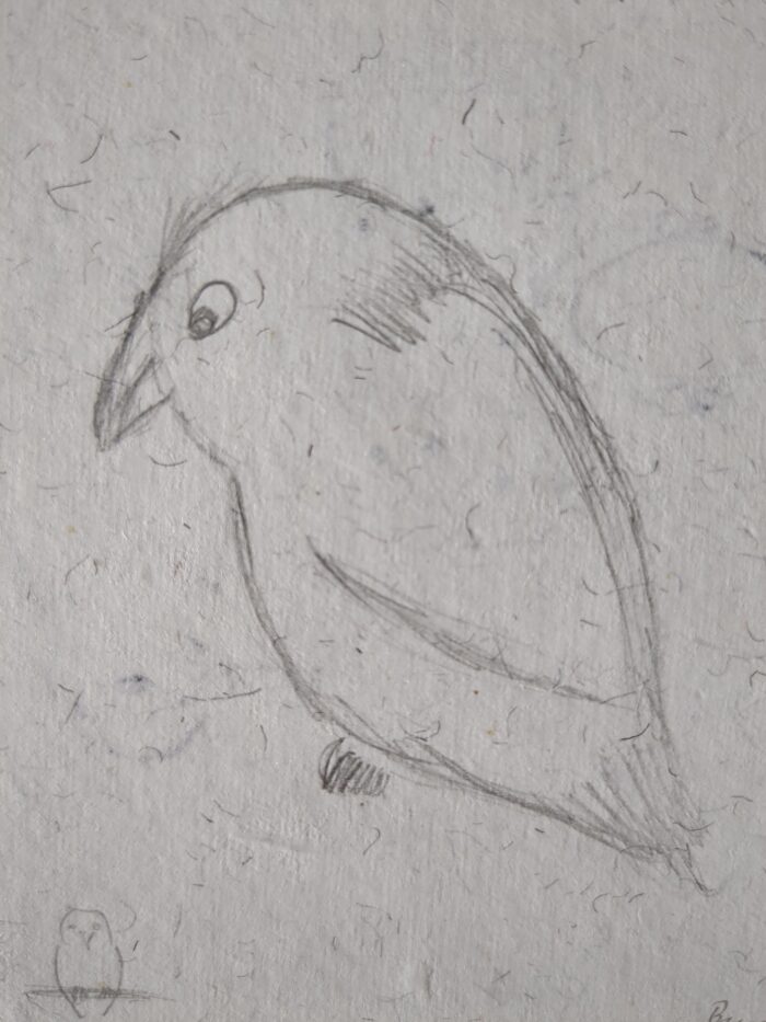 A pencil sketch of a cartoonish bird on rough hairy paper.