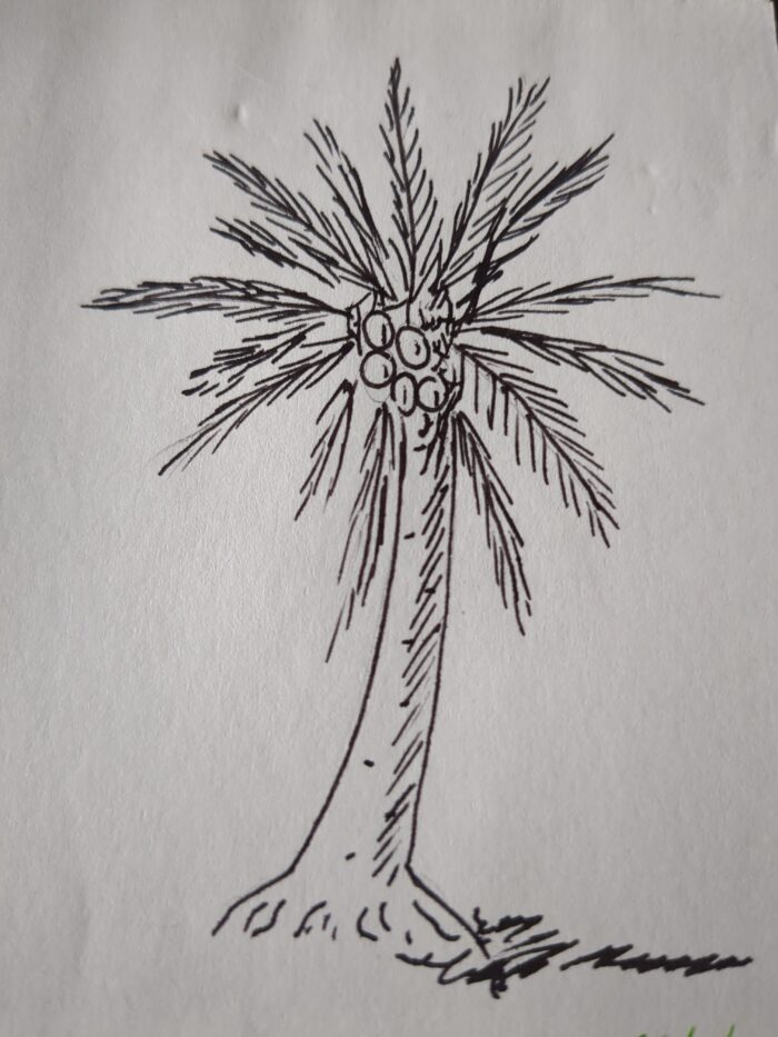 A sketch in black ink on smooth white paper of a shortish coconut palm.