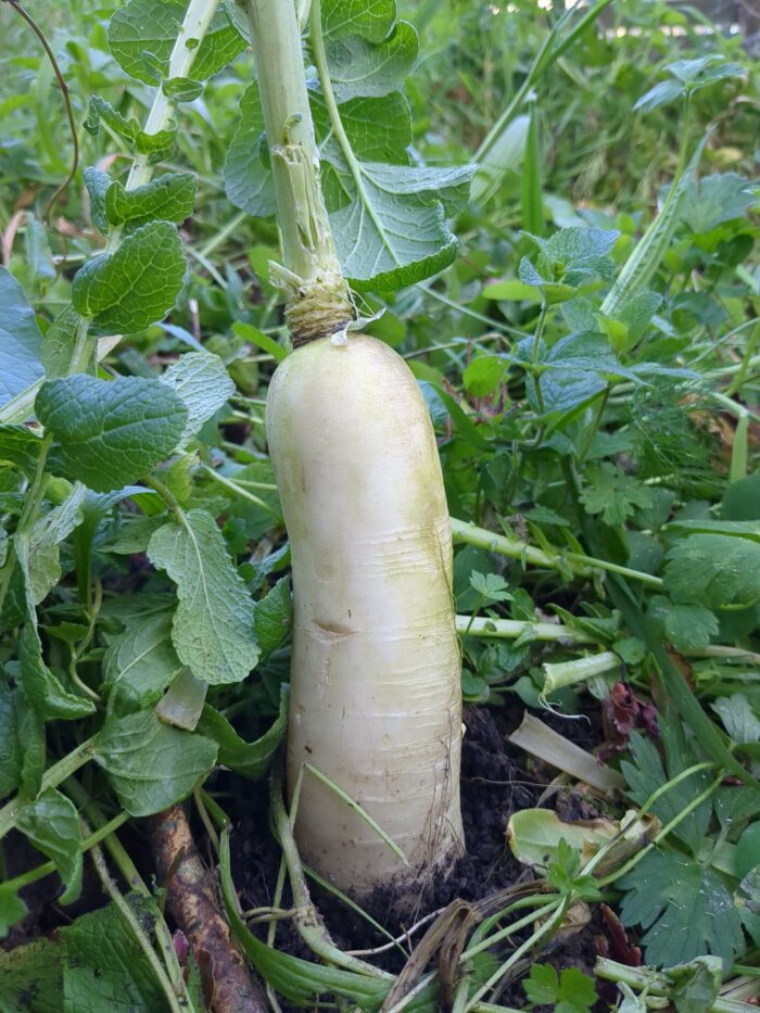A daikon radish root protruding several inches from the soil.