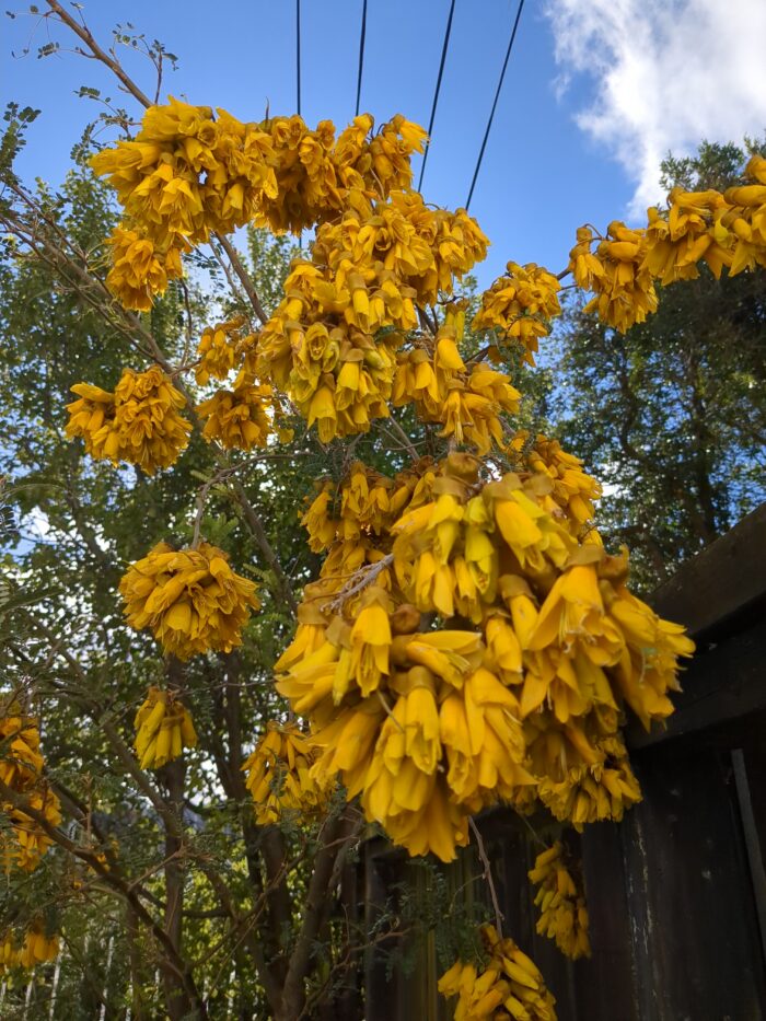 A cascade of bright yellow cylindrical flowers on a kōwhai tree, seen from below against green foliage and a blue sky.