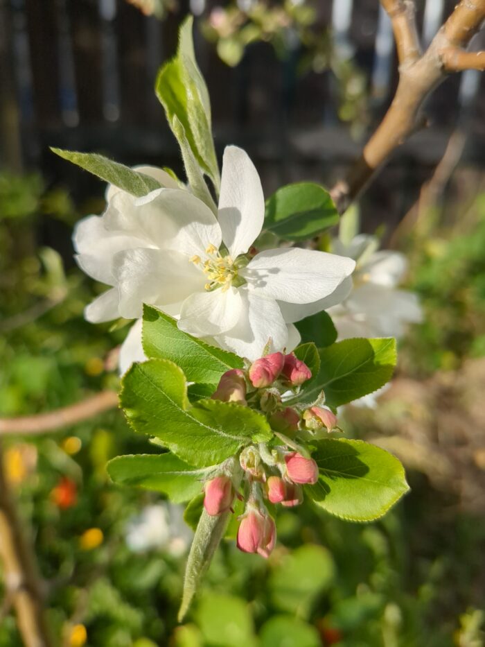 Crabapple blossoms spread their five white petals widely to the sun. Below them, fresh green leaves surround clusters of pink buds.