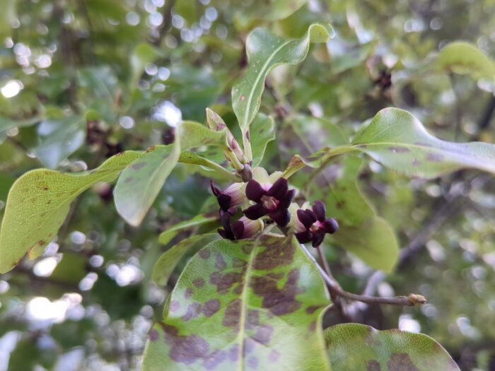 A close-up of a branchlet of Pittosporum tenuifolium, showing mottled wavy-edged leaves, and tiny flowers with fat purple-tinged bodies opening to five stubby dark purple petals. The flowers are perhaps as much as one centimetre across.