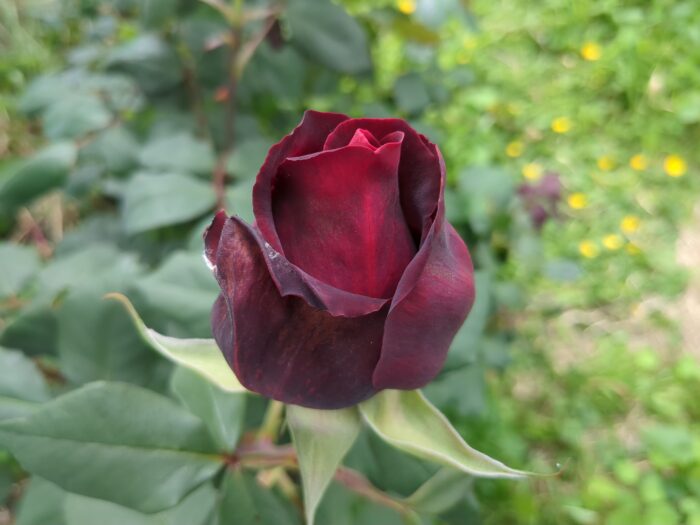 A dark red rose bud just beginning to open, against a blurry background of various shades of green.